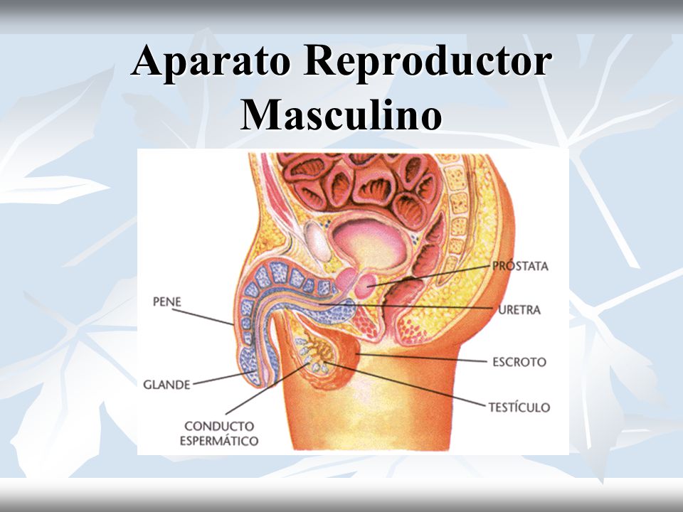 Partes del sistema reproductor masculino